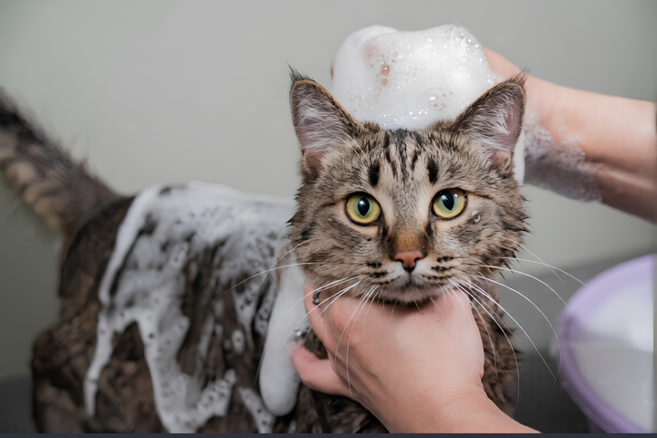 Keep Pets Fresh Using Gentle Bath Care Products