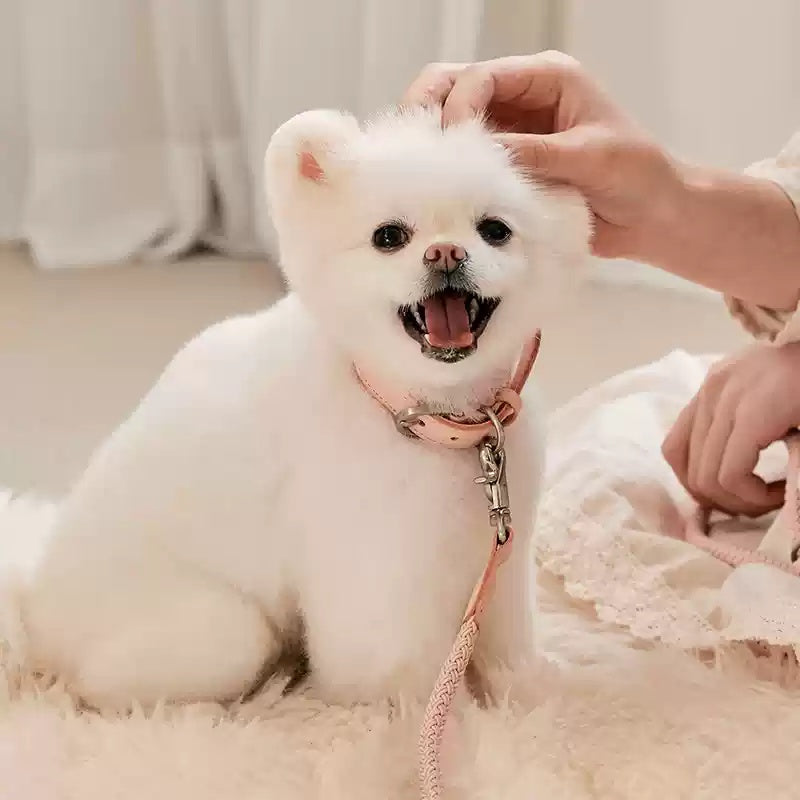 Why Your Pet Deserves the Best: The Pet Leather Collar Hand Holding Leash Set