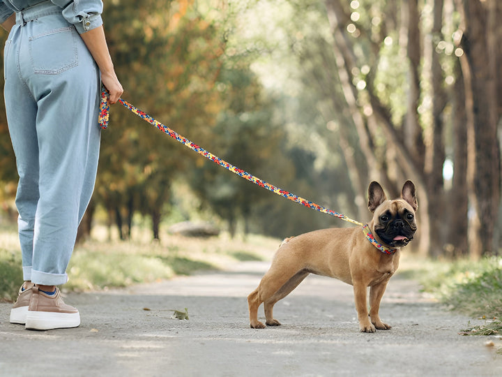 Safe Walks Begin With Reliable Pet Leashes